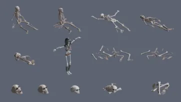 Complete skeleton collection with various poses, individual bones and skull pieces in low poly 3D art